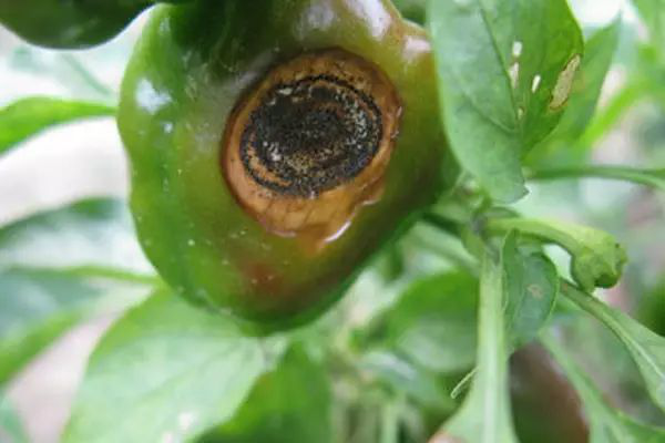 1553133758231554.png 1-8.png