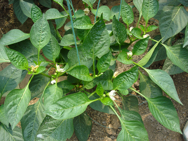 1554174784107988.png 空2.png