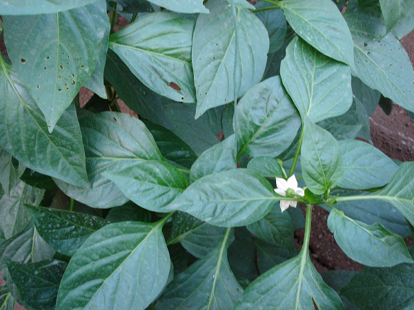 1554175057663980.png 空4.png