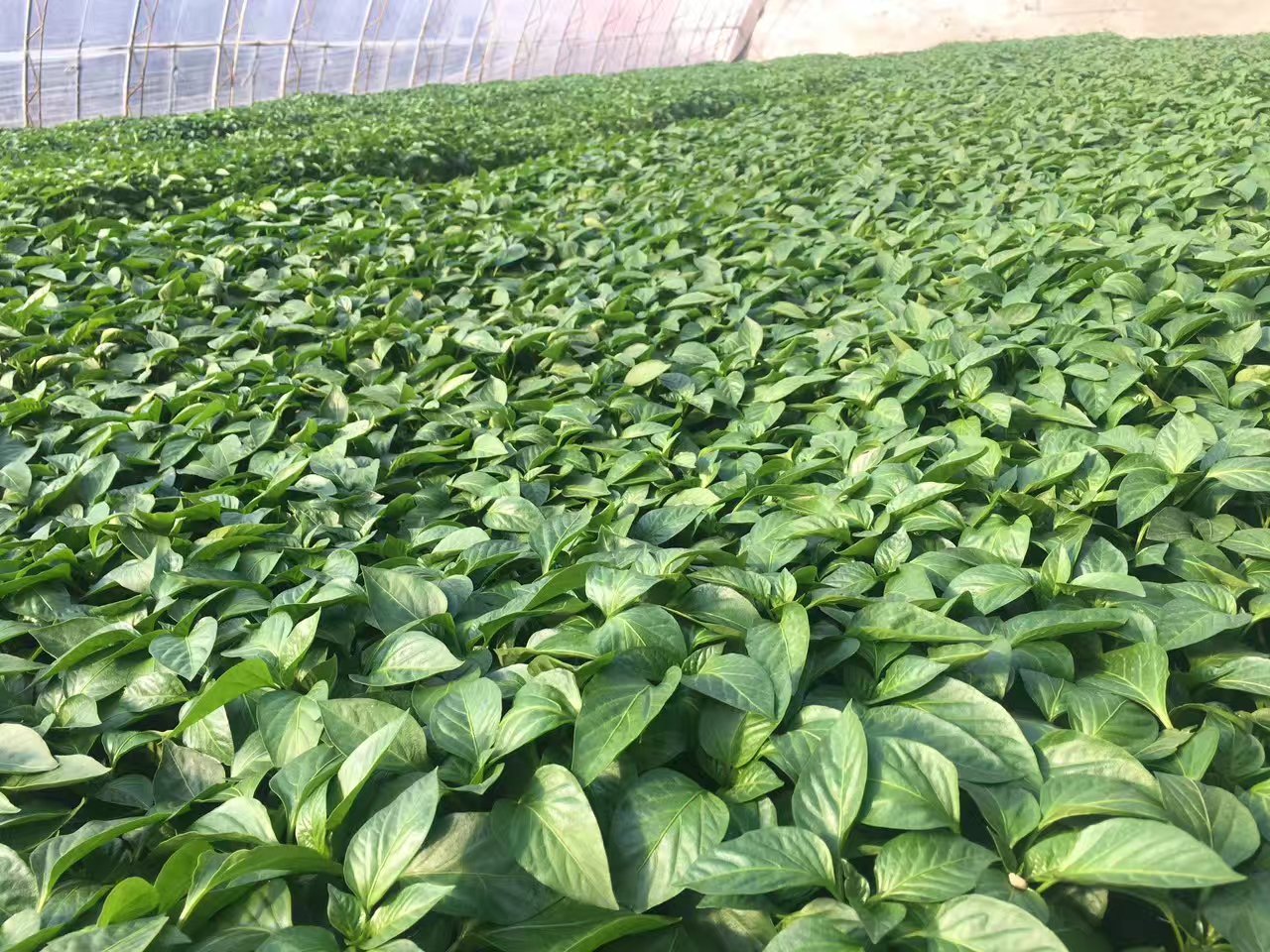 1559180724109601.jpg Desktopmmexport1492011506223(1).jpg