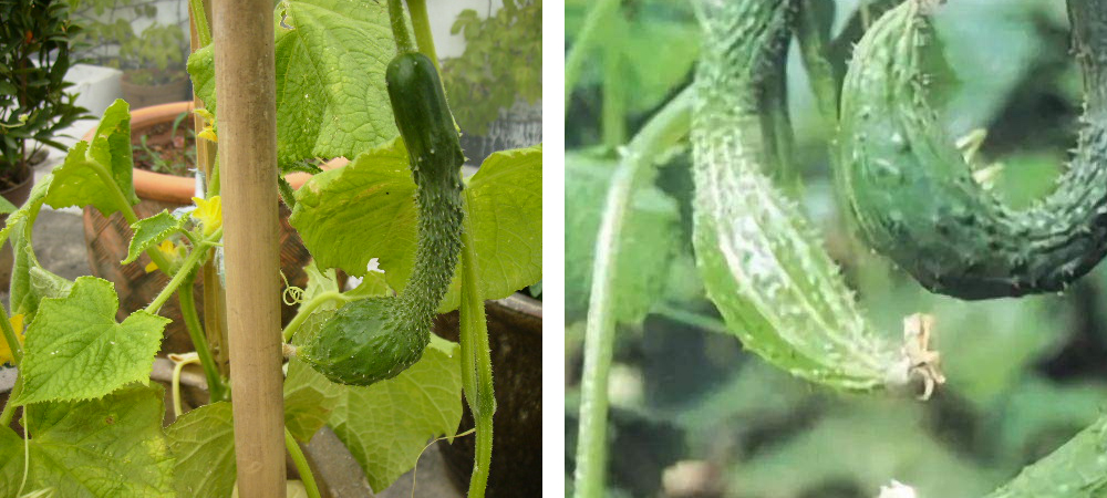 大肚子黃瓜.jpg