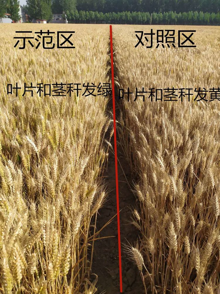 1592378416306294.jpg 21.jpg